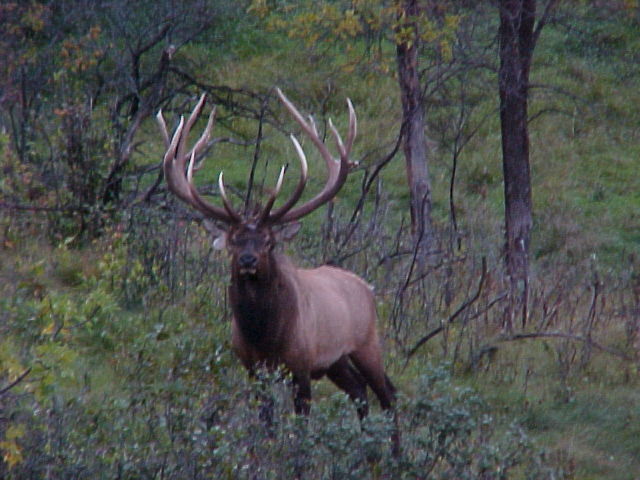 500 Class Bull Elk for sale - $75,000!!