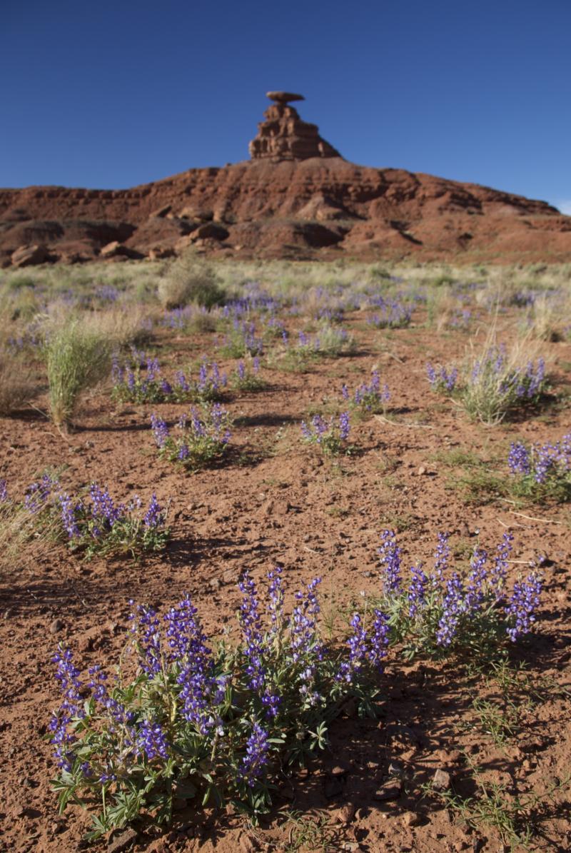 Name:  05302010_Bluff_Mon.jpg
Views: 1913
Size:  188.3 KB