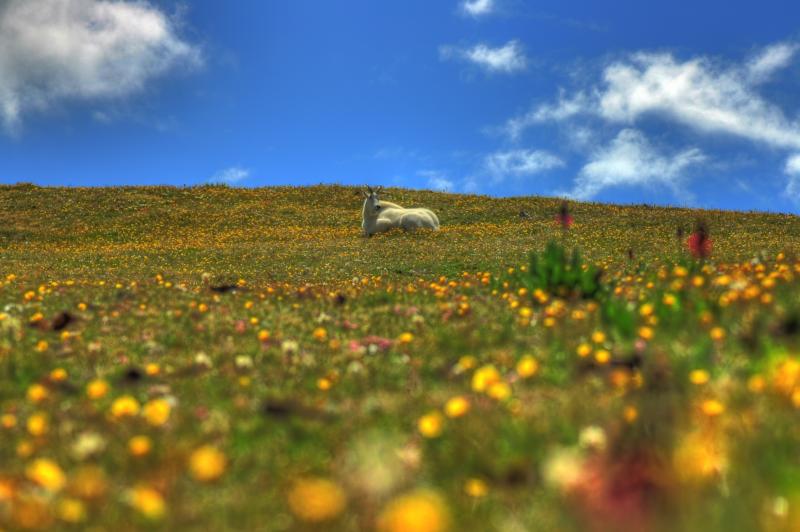 Name:  kinggoat..jpg
Views: 881
Size:  54.1 KB