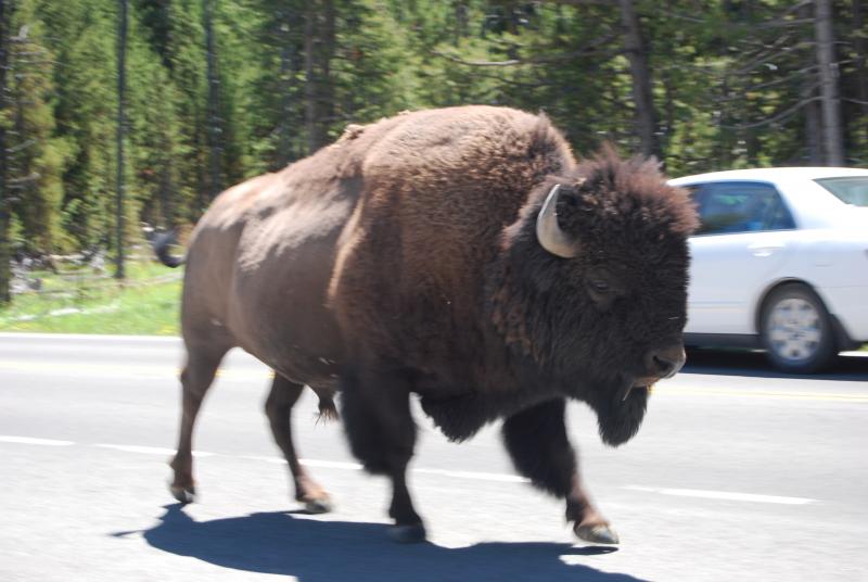 Name:  Yellowstone Ride&#3.jpg
Views: 322
Size:  54.6 KB