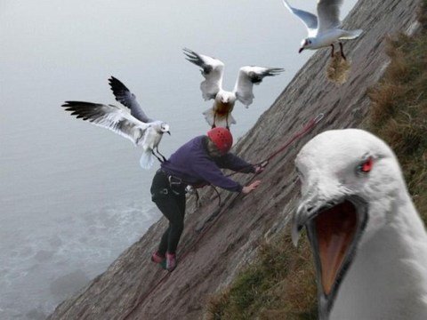 Name:  birds..jpg
Views: 574
Size:  35.8 KB