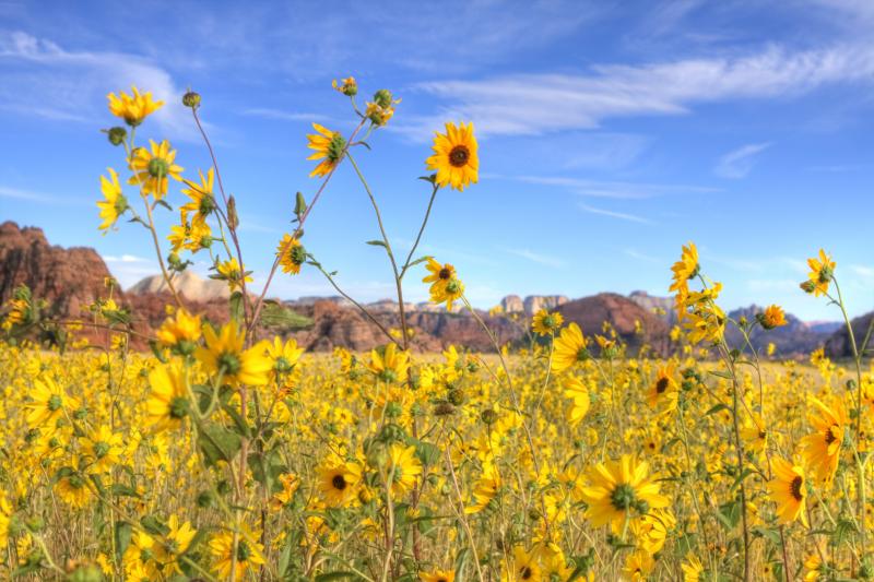 Name:  sunflower2..jpg
Views: 3644
Size:  77.8 KB