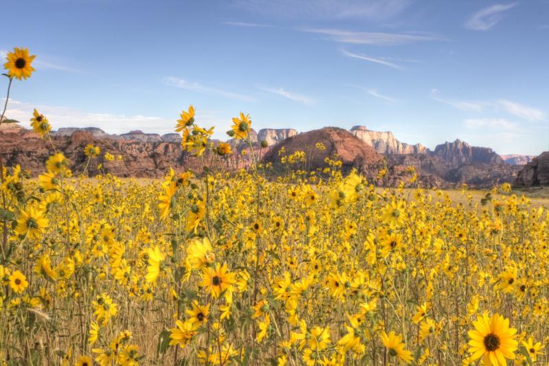 Name:  sunflower3..jpg
Views: 3678
Size:  87.2 KB