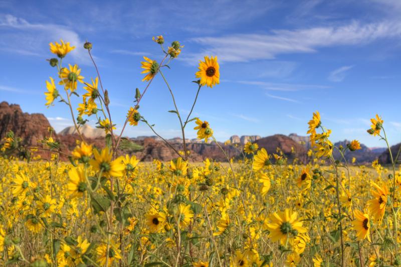 Name:  sunflower4..jpg
Views: 3595
Size:  76.6 KB