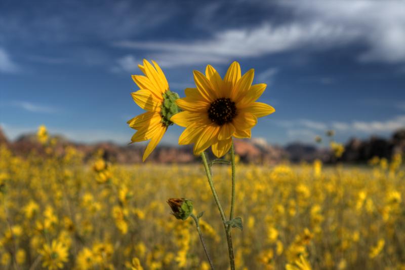 Name:  sunflower5b..jpg
Views: 3511
Size:  41.2 KB