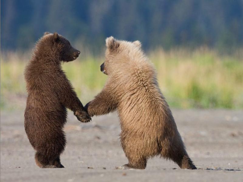 Name:  grizzly-bear-cubs.jpg
Views: 18766
Size:  49.3 KB