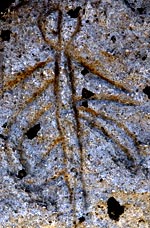 Name:  petrobug..jpg
Views: 804
Size:  17.9 KB