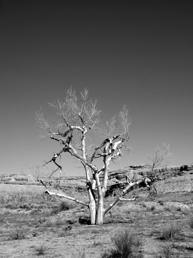 Name:  SwellTree..jpg
Views: 355
Size:  247.2 KB