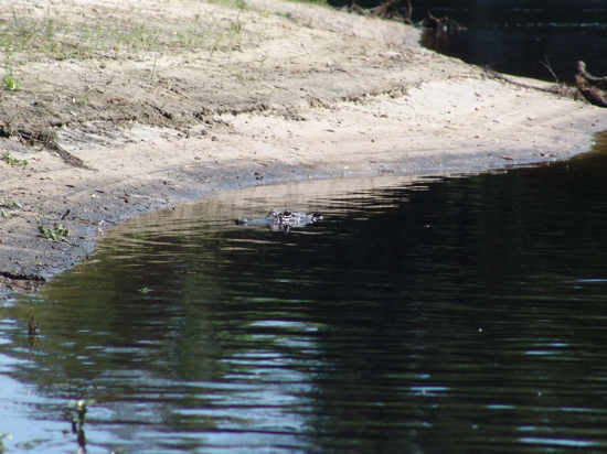 Name:  gator..JPG
Views: 4702
Size:  127.9 KB