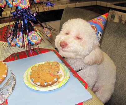 Name:  stoner-dog-celeb&#11.jpg
Views: 967
Size:  129.1 KB