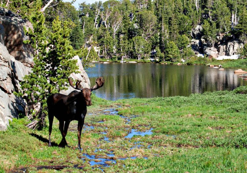 Name:  64_bull_moose_108&#4.jpg
Views: 3699
Size:  139.3 KB