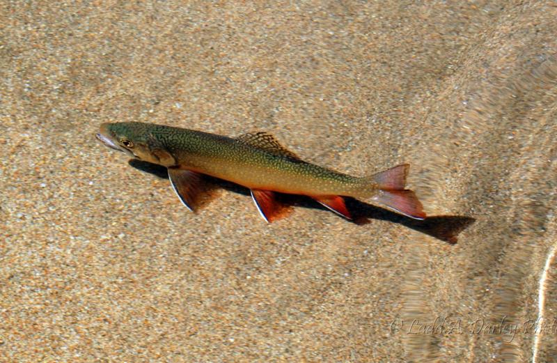 Name:  169_brookie-feedi.jpg
Views: 3430
Size:  97.4 KB