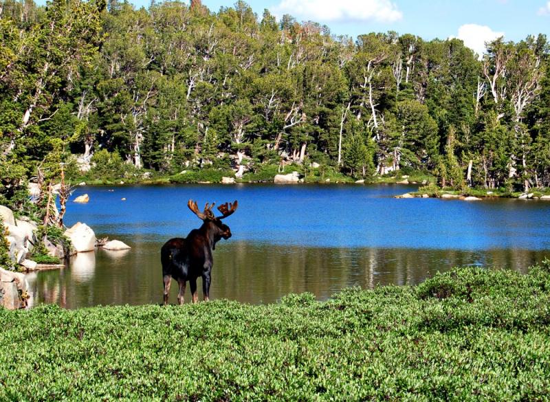 Name:  72_bull_moose_108&#4.jpg
Views: 3489
Size:  154.0 KB