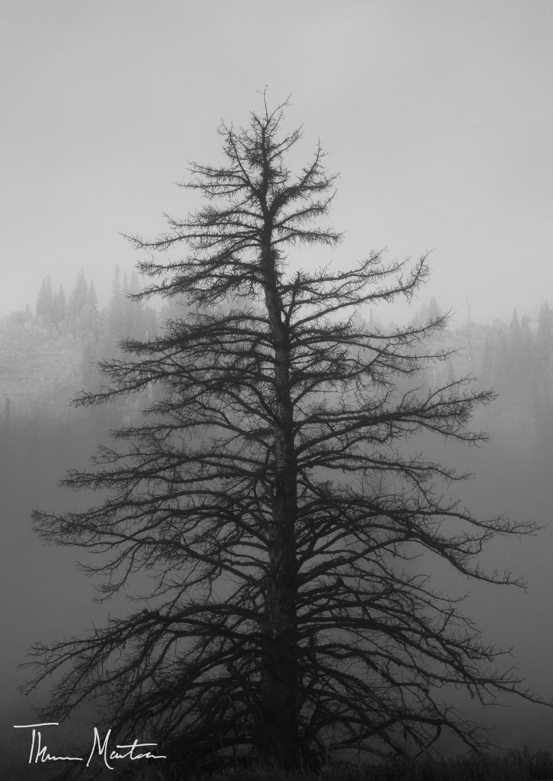 Name:  BigCottonwoodCan&#12.jpg
Views: 346
Size:  107.5 KB