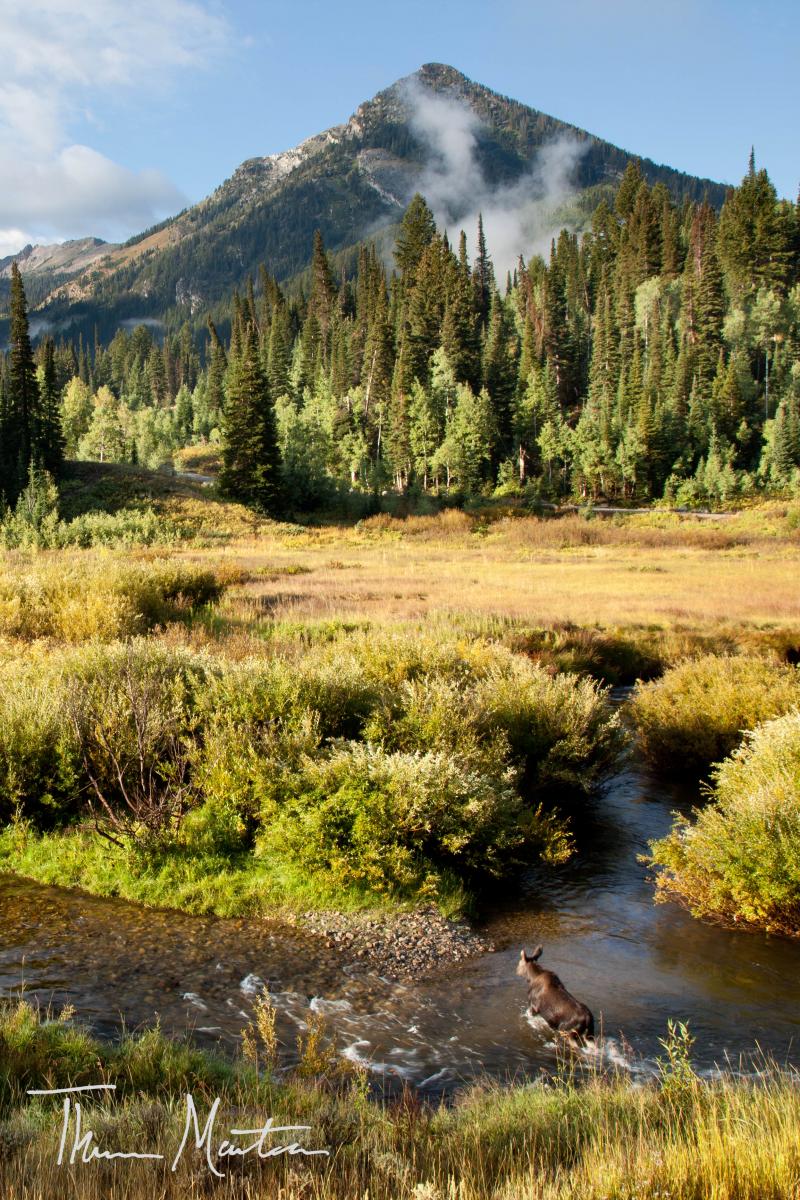 Name:  BigCottonwoodCan&#12.jpg
Views: 352
Size:  235.5 KB