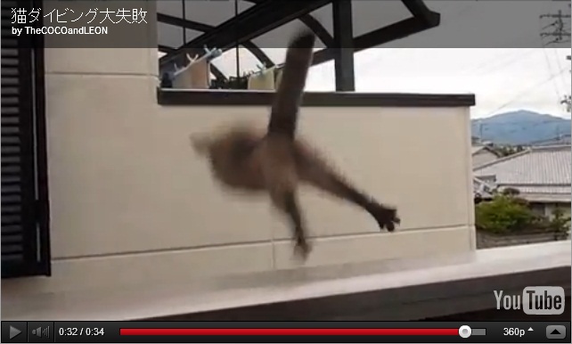 Name:  silly kitty..jpg
Views: 727
Size:  57.5 KB