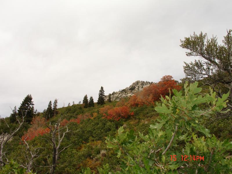 Name:  DSC07515.jpg
Views: 1931
Size:  70.7 KB