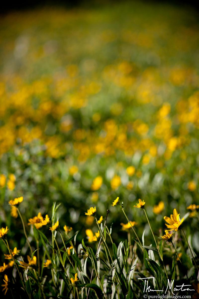 Name:  06302012_JacksonHoleRaftingFlowers.jpg
Views: 978
Size:  103.4 KB