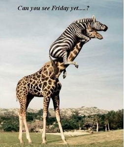 Name:  funny-animal-photo.jpg
Views: 1062
Size:  63.1 KB