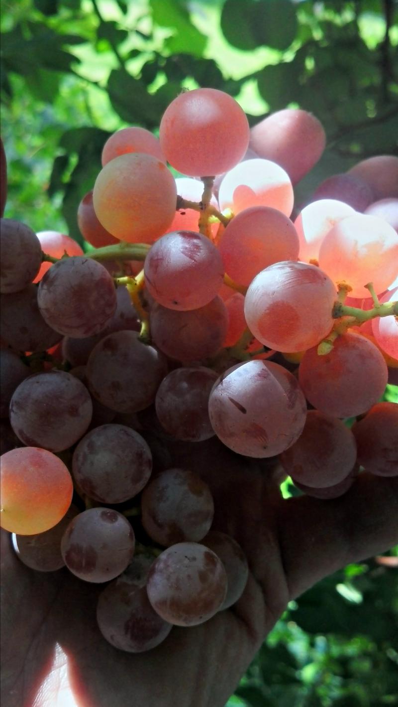 Name:  2012-09-22_14-00-57_HDR.jpg
Views: 244
Size:  96.1 KB