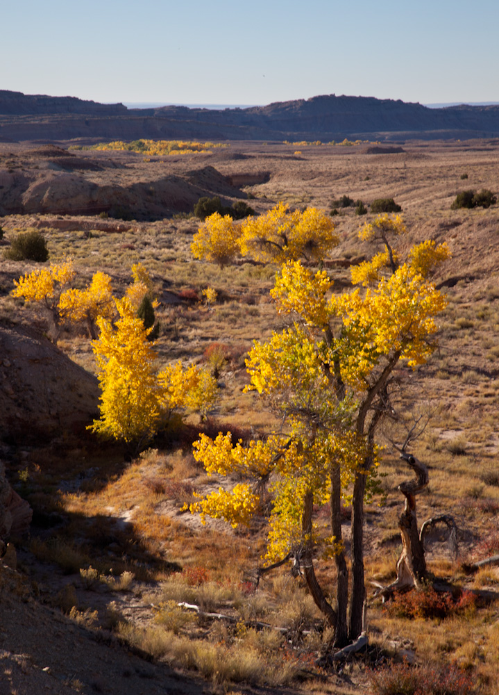 Name:  10202012_SanRafaelSwellTidwell-2.jpg
Views: 408
Size:  425.4 KB