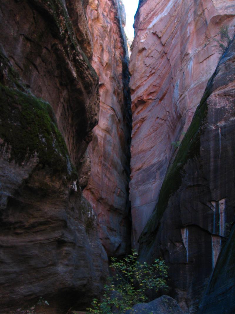 Name:  Orderville Canyon 121.jpg
Views: 2396
Size:  104.0 KB