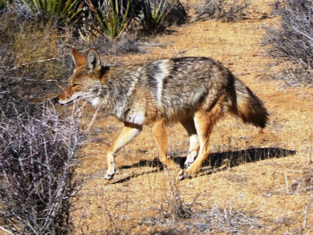 Name:  coyote.jpg
Views: 1796
Size:  162.2 KB