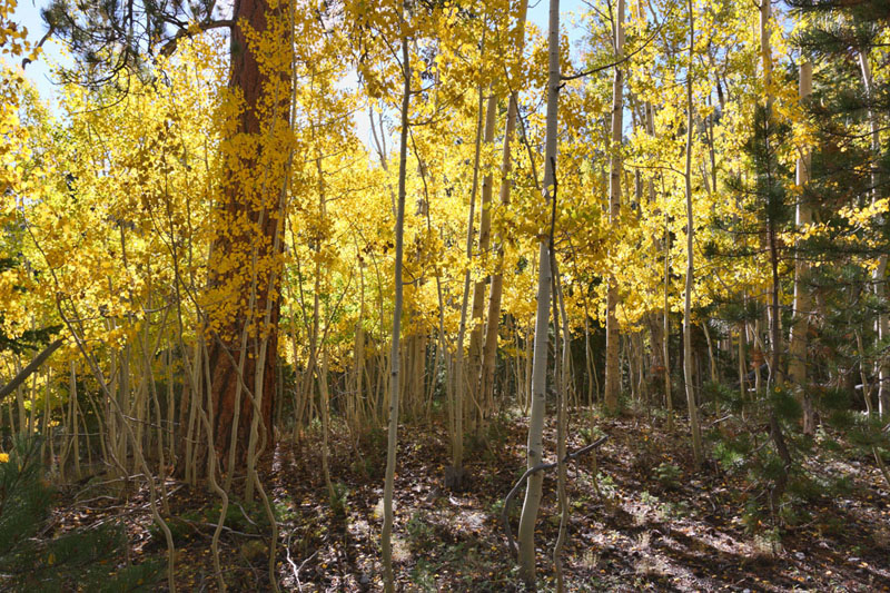 Name:  Aspens.jpg
Views: 370
Size:  267.5 KB