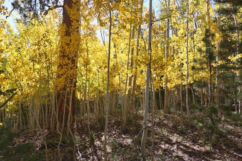 Name:  Aspens.jpg
Views: 298
Size:  267.5 KB