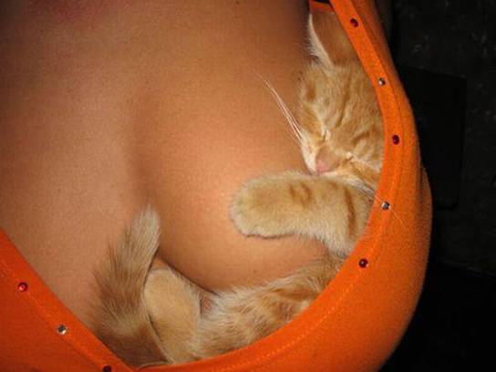 Name:  cats000022.jpg
Views: 839
Size:  21.4 KB