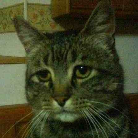 Name:  ImageUploadedByTapatalk1359928598.613592.jpg
Views: 260
Size:  28.8 KB