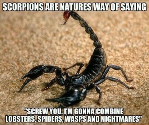 Name:  scorpion.jpg
Views: 692
Size:  45.3 KB