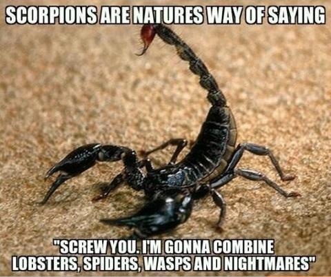 Name:  scorpion.jpg
Views: 790
Size:  45.3 KB