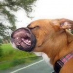 Name:  lips-flapping-150x150.jpg
Views: 236
Size:  8.0 KB