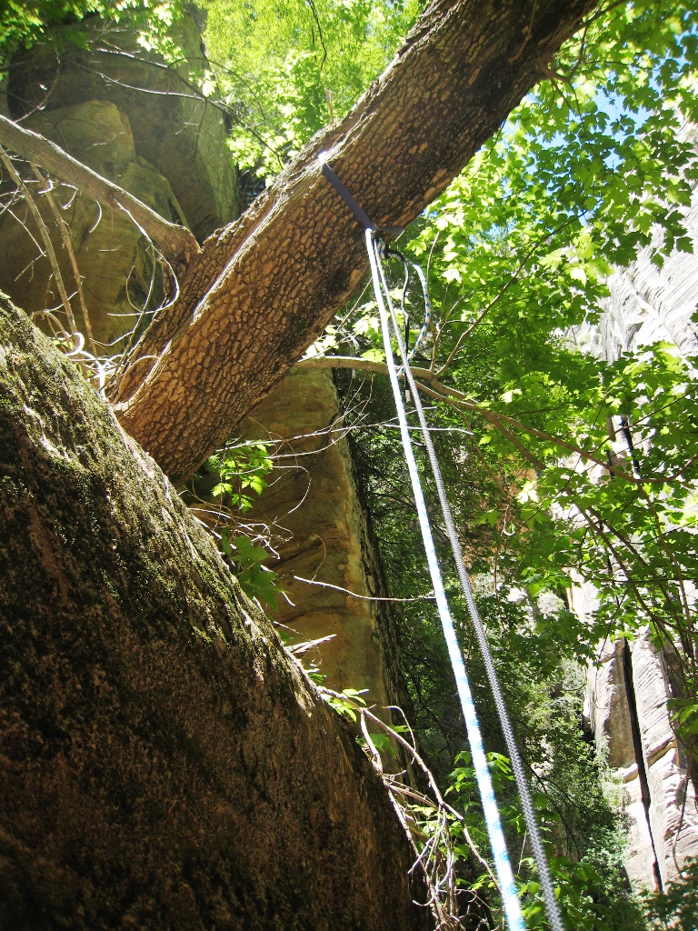 Name:  tree rap.jpg
Views: 700
Size:  702.2 KB