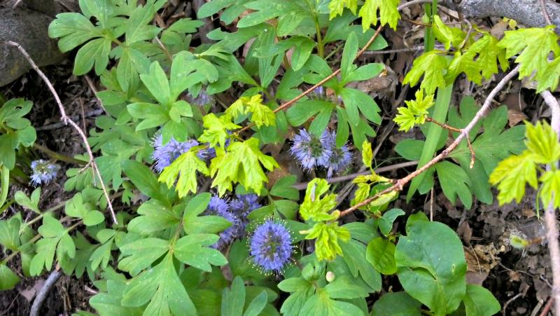 Name:  2013-05-22_19-06-31_HDR.jpg
Views: 308
Size:  87.0 KB