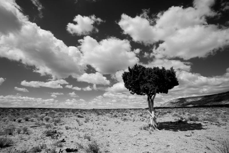 Name:  05192013_TreeCloudsCedarMountainSanRafaelSwellBW.jpg
Views: 328
Size:  63.3 KB