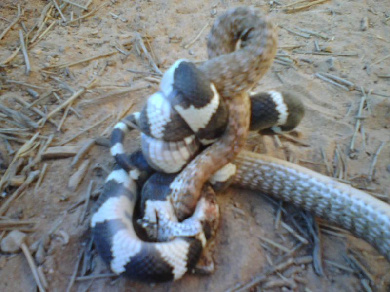 Name:  snake fight.jpg
Views: 313
Size:  66.5 KB