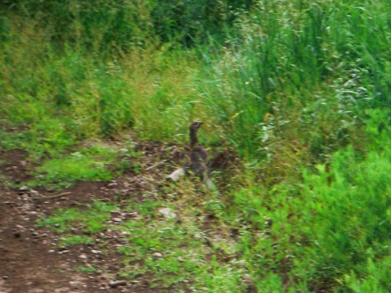 Name:  DSCF1707+%u00252528800x600%2529.jpg
Views: 2546
Size:  127.3 KB