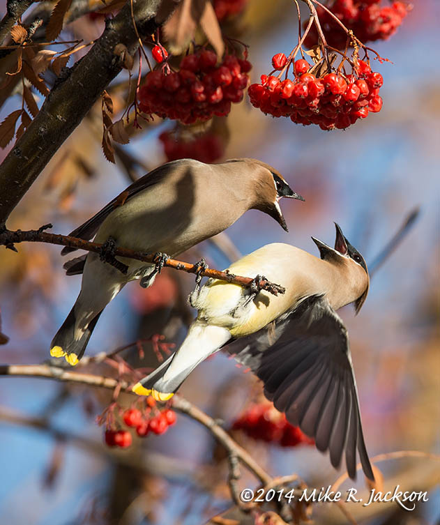 Name:  WaxwingConflict_Jan14.jpg
Views: 200
Size:  120.1 KB
