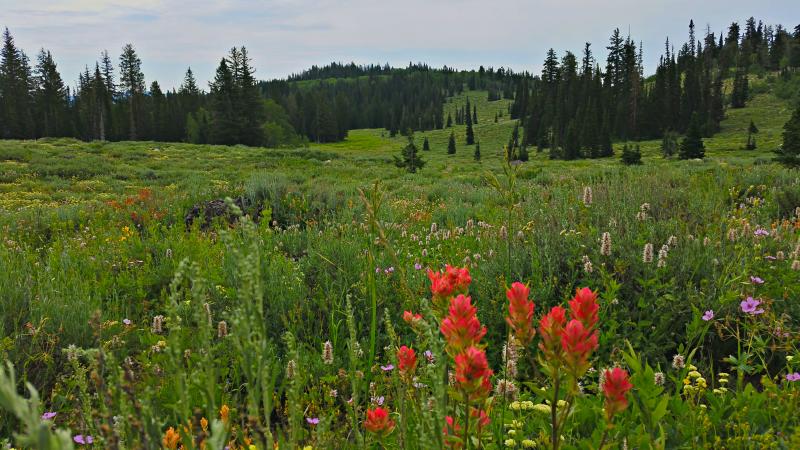 Name:  2014-07-28_11-00-22_HDR.jpg
Views: 703
Size:  84.3 KB
