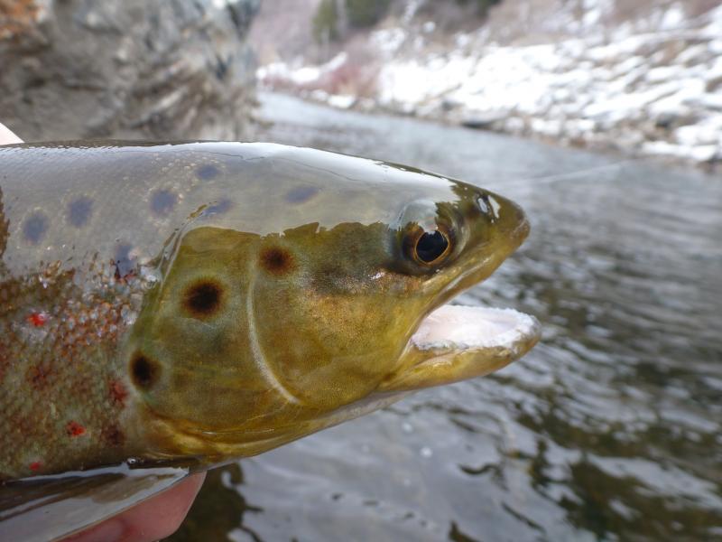 Name:  Lower Provo brown 2.jpg
Views: 801
Size:  55.5 KB