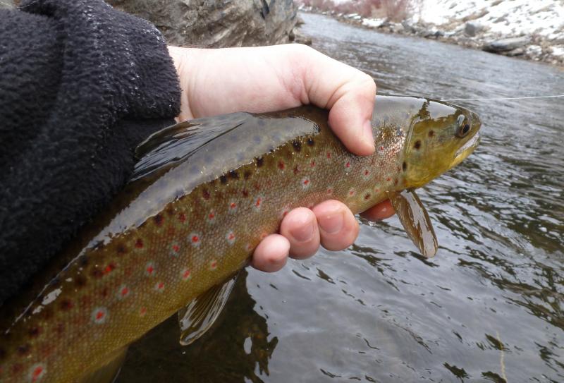 Name:  Lower Provo brown 4.jpg
Views: 794
Size:  69.5 KB
