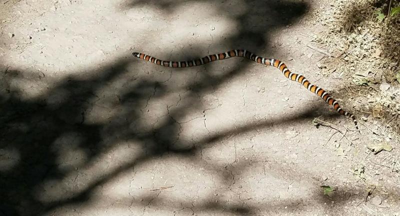Name:  Utah Mtn Kingsnake.jpg
Views: 346
Size:  69.1 KB
