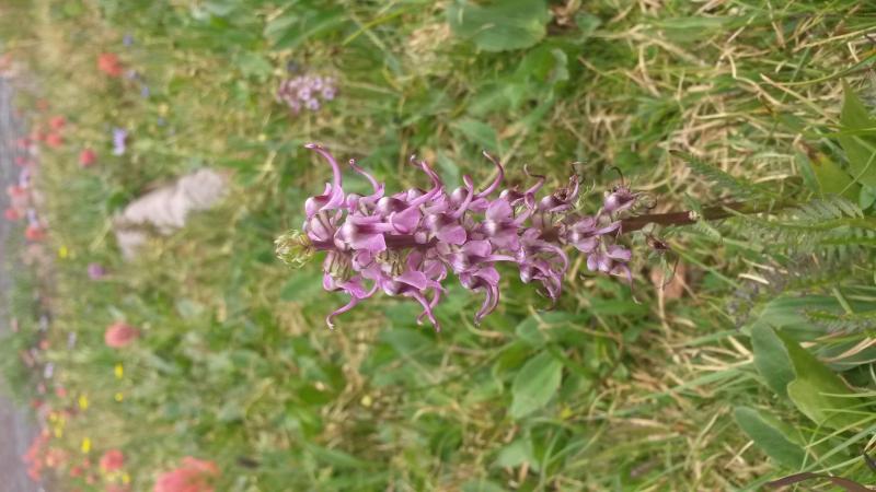 Name:  20160805_125535.jpg
Views: 899
Size:  58.7 KB