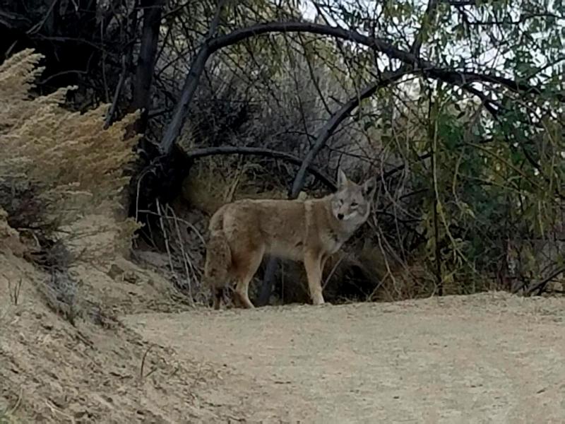 Name:  WillyCoyote1.jpg
Views: 276
Size:  90.1 KB