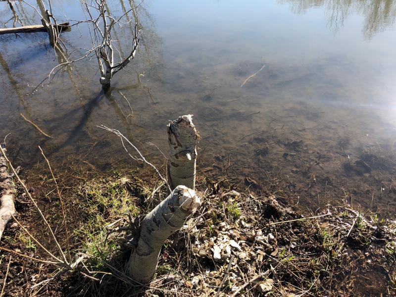 Name:  beaver pond 3.jpg
Views: 485
Size:  120.3 KB