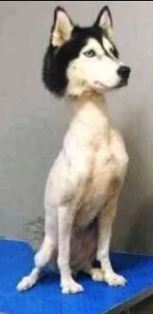 Name:  husky.JPG
Views: 373
Size:  9.9 KB