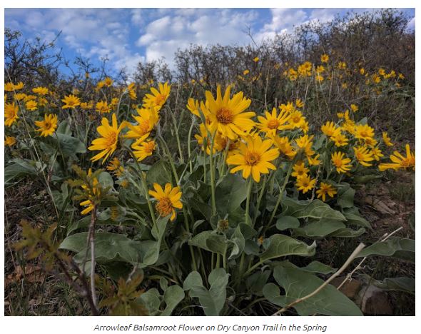 Name:  Dry_Canyon_Lindon_Yellow_Aroowroot_Flowers_ShaunasAdventures.JPG
Views: 2613
Size:  78.7 KB