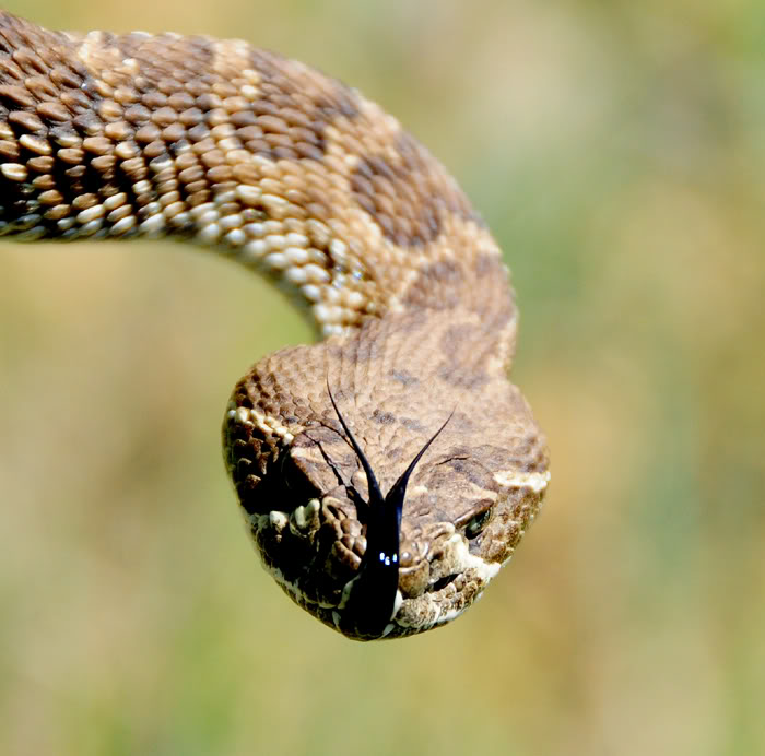 Name:  DSC_8300rattlesnake.jpg
Views: 394
Size:  67.7 KB